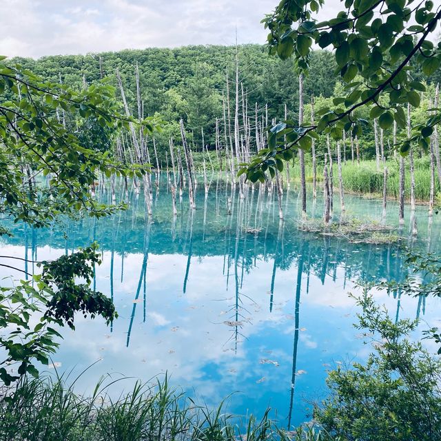 夏日仙境！北海道美瑛「白金青池」讓你沉浸於自然奇景