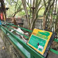 Jong's Crocodile Farm Adventure!