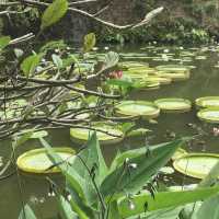 The Gardens of Panyu