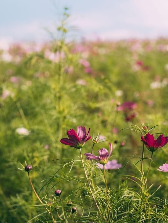 紅海漫遊驚艷絢爛🌺🌊🏞️ 國營常陸海濱公園