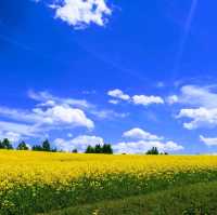 四季彩之丘 感受🌼海的魅力