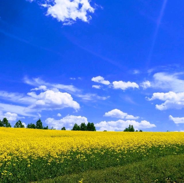 四季彩之丘 感受🌼海的魅力