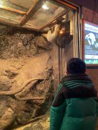 親子遊必去！ #伊豆仙人掌動物園