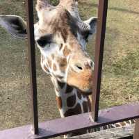 台灣六福莊🦒飯店就是動物園🦏走出陽台非洲草原映入眼簾