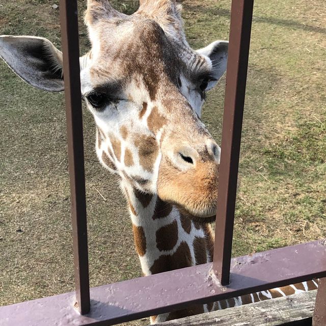 台灣六福莊🦒飯店就是動物園🦏走出陽台非洲草原映入眼簾