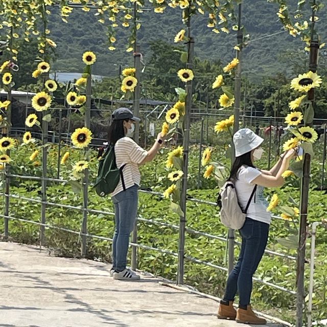 春夏季賞花好去處