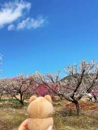 부산 기장 지금 꼭 가야할 매화성지 매화원🌸