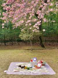 지금 서울에서 가장 예쁜 겹벚꽃 피크닉 스팟🌸