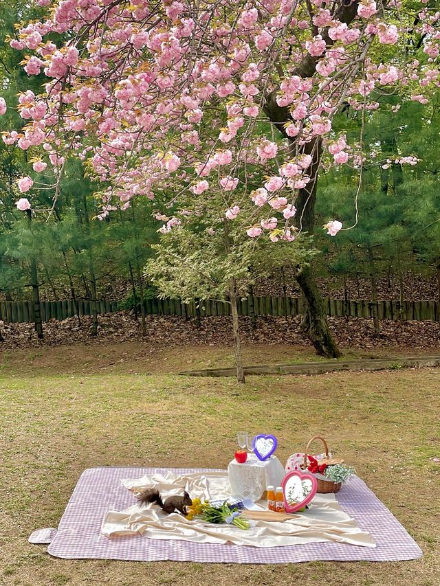 지금 서울에서 가장 예쁜 겹벚꽃 피크닉 스팟🌸