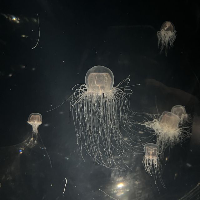 【大阪】関西屈指の巨大水族館🐠海遊館