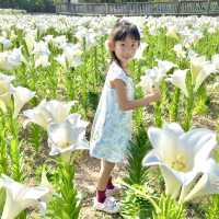 #沖繩百合花祭 #花期係❓#免費入場 #而家開咗3分2啦  #百合花田海 #沖繩自駕遊 #沖繩親子行程 #駐站作家 