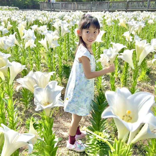 #沖繩百合花祭 #花期係❓#免費入場 #而家開咗3分2啦  #百合花田海 #沖繩自駕遊 #沖繩親子行程 #駐站作家 