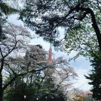 四季様々な顔を見せる　宇都宮　八幡山公園