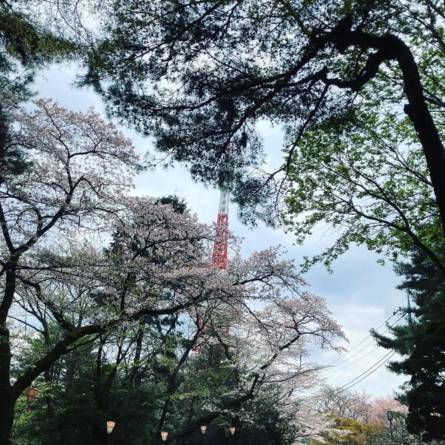 四季様々な顔を見せる　宇都宮　八幡山公園