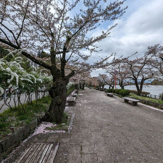 Fleeting Beauty: Takematsu Park's Cherry Blossoms