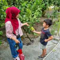 Fruits & Fun At Desaru Fruit Farm