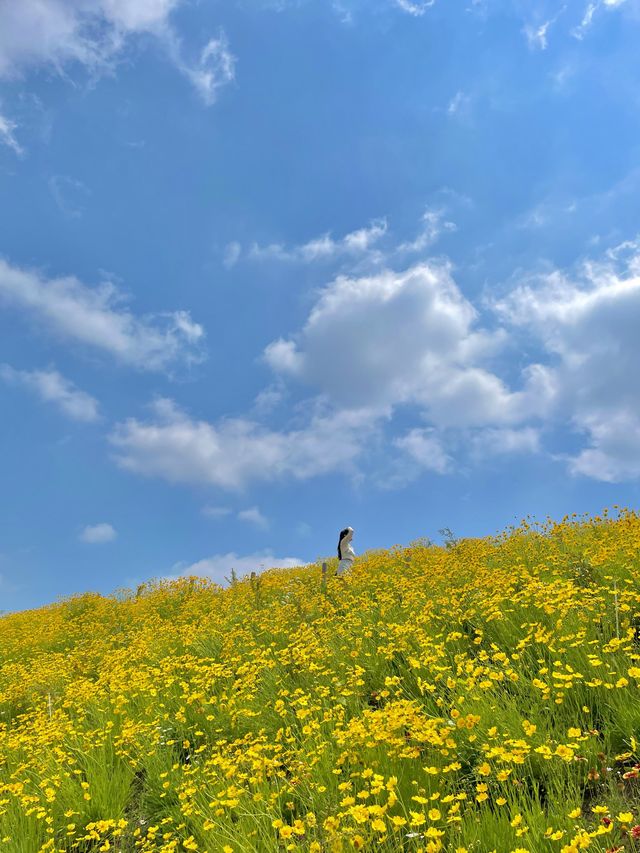 서울 근교 사람 1도 없는 금계국 동산🌼