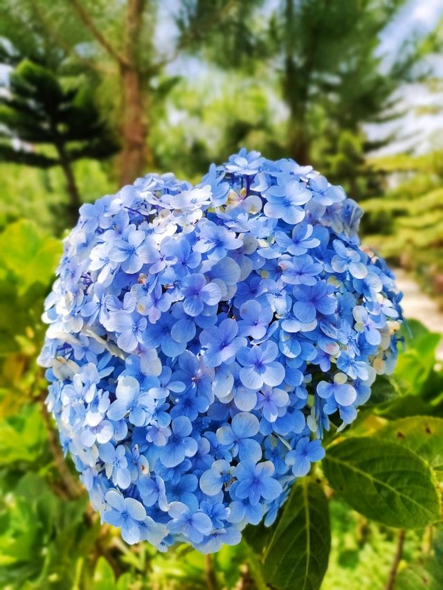 Celosia Flower Garden ✨