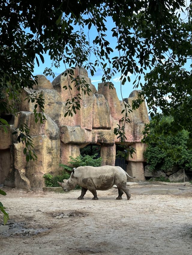 베트남에서 다양한 동물들을 만나볼 수 있는 사파리🦒🦏🐒🐅