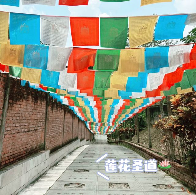 美到不要不要的竹林🌳🌳
