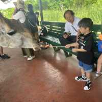 泰國曼谷最大最多元化的開放式動物園Safari World 野生世界