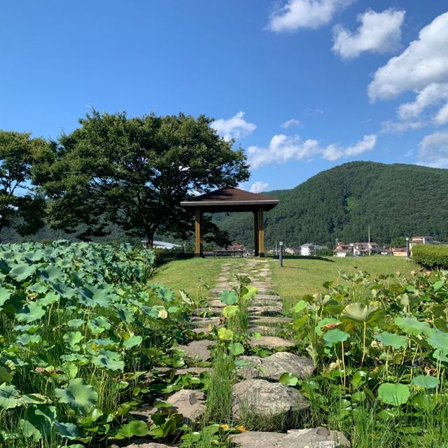 경남 고성 연꽃을 배경으로 인생샷 남기기 좋은, 상리연꽃공원