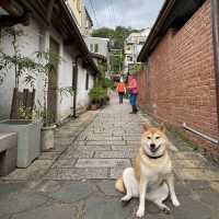 水井巷🐕