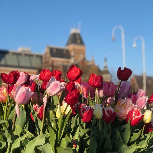 荷蘭🇳🇱阿姆斯特丹💐🌷🎨 Rijksmuseum荷蘭國立博物館