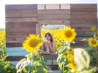 🌻ทุ่งทานตะวัน🌻@ไร่มณีศร