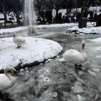 アンカラ中心部のKuğul 公園も雪景色