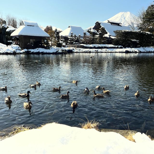 富士山｜忍野八海🗻雪水融化而來的湧泉池