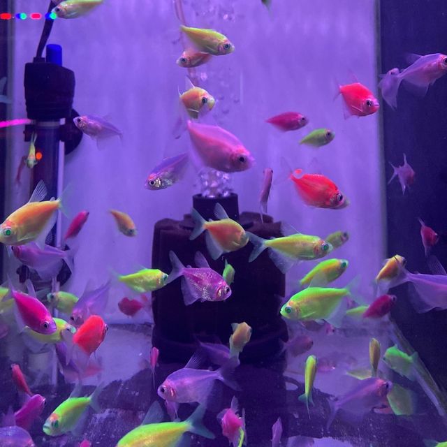 Glow glow, fishes go!