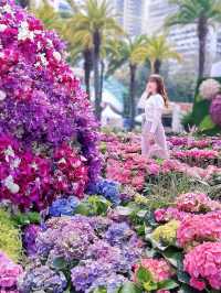 夢幻繡球花海🥰打卡必去📸香港花卉展覽2023