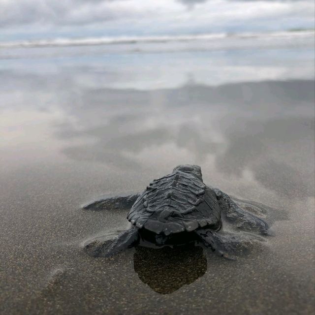 Baby Turtles on their way 