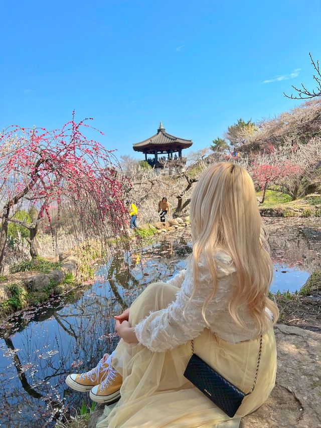광양 매화마을🫶🏻