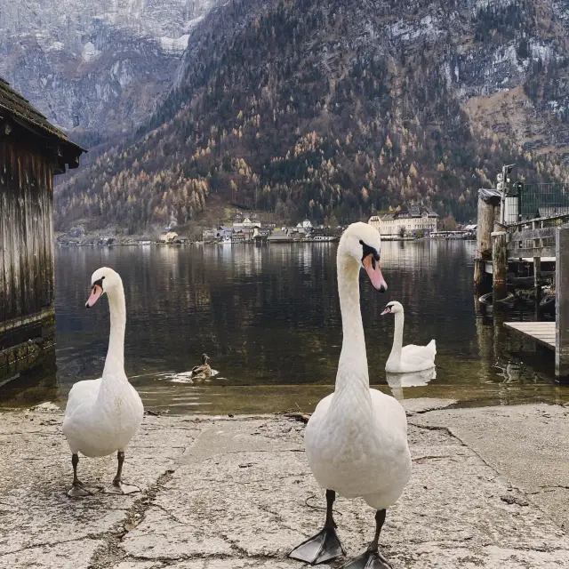 A breathtaking journey through heavenly views in Hallstatt 