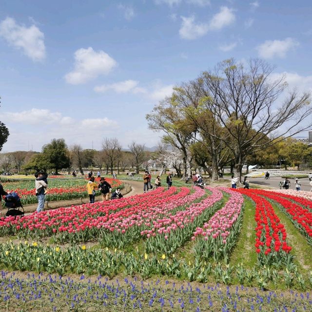 cherry blossom picnics