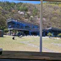 전주 근교 펫존이 있는 대형카페 애드리브