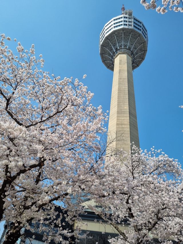 이월드 포토존 사진 남기기 꿀팁!🌸