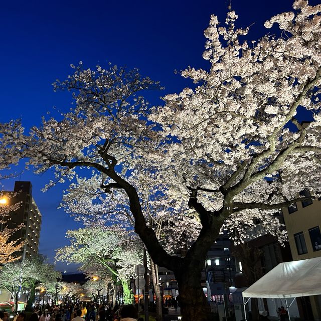 4年ぶりのひたちさくらまつり🌸