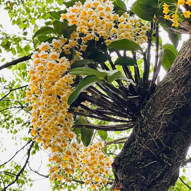 賞花日