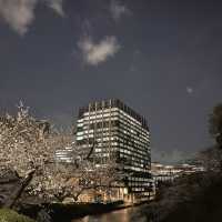 東京最美夜櫻之一🌸 – 千鳥之淵