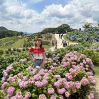 広島県　世羅　花夢の里　あじさい