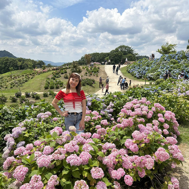 広島県　世羅　花夢の里　あじさい