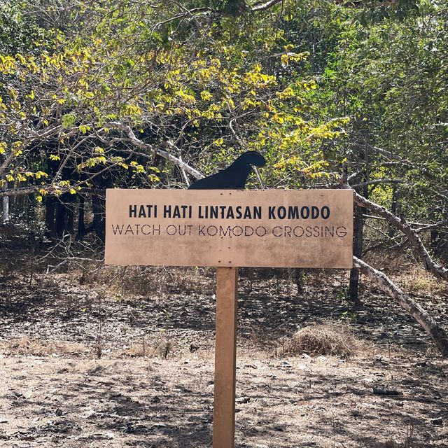 Komodo Dragon National Park