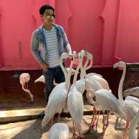 camel republic สวนสัตว์สุดสนุก สไตล์โมร็อกโก
