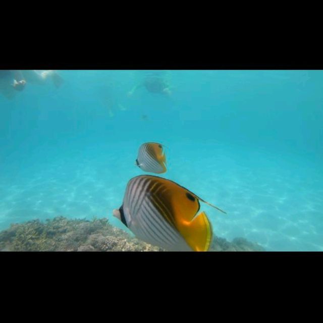 座間味島體驗浮潛樂趣