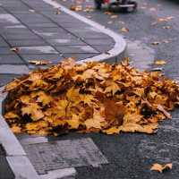 Experience amazing leaves falls in Shanghai