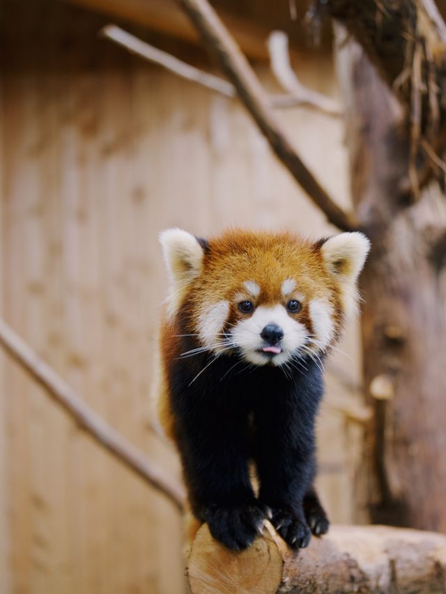 伊豆🇯🇵捕捉水豚君溫泉畫面| 伊豆仙人掌動物園 伊豆🇯🇵捕捉水豚君溫泉畫面| 伊豆仙人掌動物園