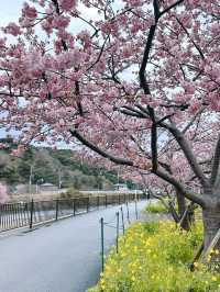 伊豆🇯🇵河津櫻· 最早的櫻花！🌸千萬不能錯過！